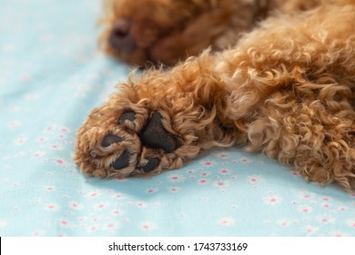 Download Toy Poodle Silhouette Images Stock Photos Vectors Shutterstock