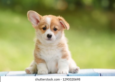 cute puppy Pembroke Welsh Corgi with one ear standing up outdoor in summer park - Shutterstock ID 1290320698