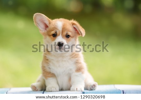 cute puppy Pembroke Welsh Corgi with one ear standing up outdoor in summer park