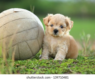 Cute Puppy Playing Ball