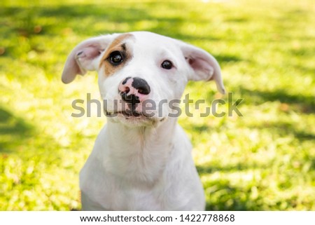 cute puppy playing outside. green grass, sunny day. baby mutt portrait.