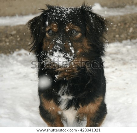 Similar – Image, Stock Photo trainee Winter Snow Animal