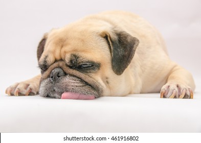 Cute puppy pug dog sleeping tongue out on the ground with gum on eye and snot of cold on white background - Powered by Shutterstock