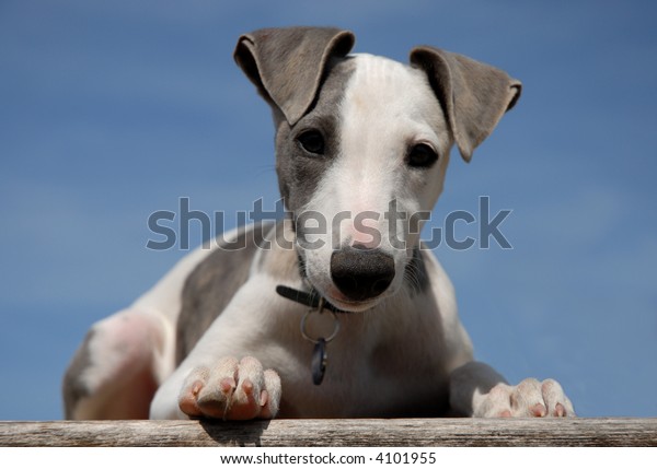 Cute Puppy Purebred Greyhound Whippet Stock Photo Edit Now 4101955