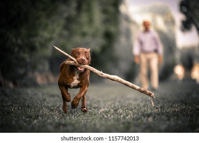 Cute Puppy Running With Stick