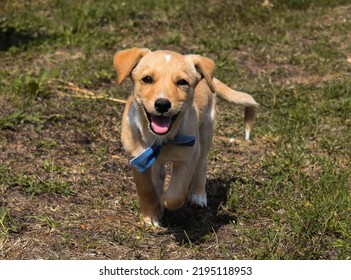 Cute Puppy Running Towards The Camera.