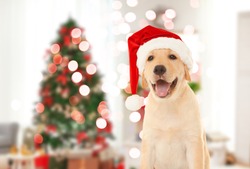 Cute Puppy In Santa Hat And Blurred Living Room Decorated For Christmas On Background