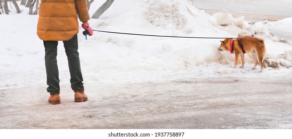 Cute Puppy Shiba Inu Dog Sniffing On A Walk With An Owner On A Leash. Winter Cold Snowu Weather. Japanese Pet Breed.