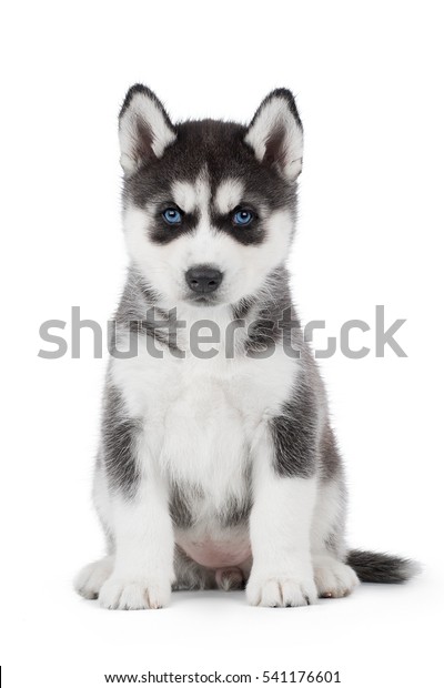 スタジオで白い背景にかわいい子犬のシベリアン ハスキーな白黒の目と青の目 の写真素材 今すぐ編集