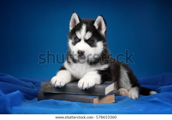 Cute Siberian Husky Book Stock Now) 578653360