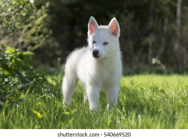 cute puppy Siberian husky on grass