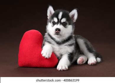 Cute Puppy Siberian Husky With A Pillow Heart