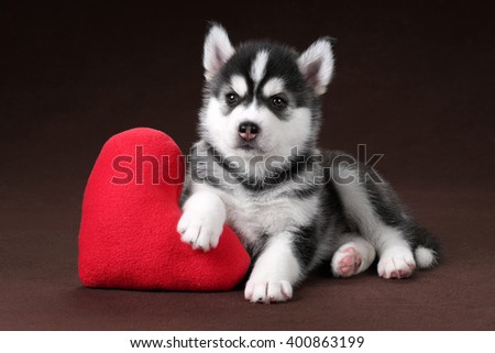 Cute Puppy Siberian Husky with a pillow heart