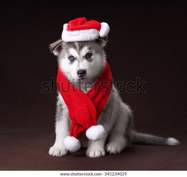 Cute Puppy Siberian Husky Wearing Scarf Stock Photo (Edit Now) 345234029