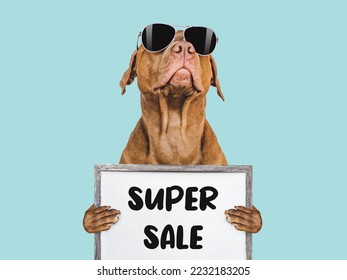 Cute puppy and sign with inscription about sale. Closeup, indoors. Day light, studio shot. isolated background. Preparing for sales