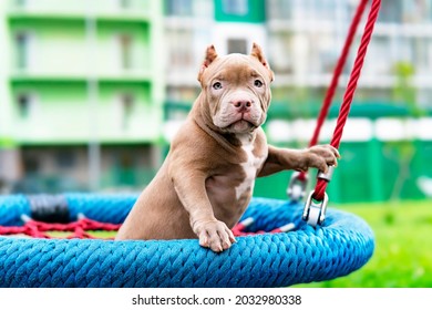 A Cute Puppy Sits On A Swing In The Playground. A Funny Little Dog Of The American Bully Breed. Comrade Friend, Service Dog. Outside On The Street.