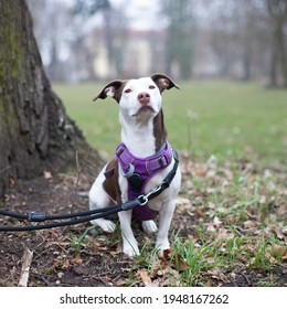 犬 おすわり の画像 写真素材 ベクター画像 Shutterstock