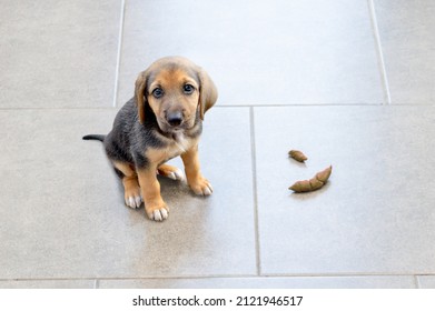 Cute Puppy Sitting Near Poop Spot At Home