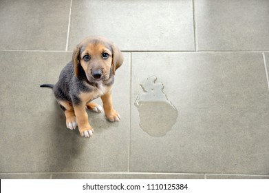 Cute puppy sitting near wet spot
