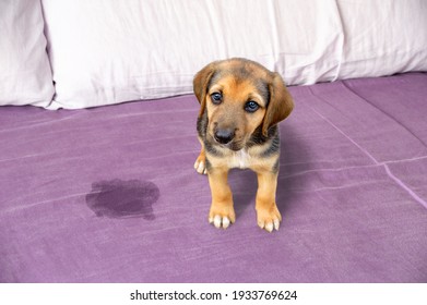 Cute puppy sitting near wet or piss spot on the bed inside the bedroom