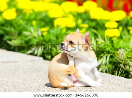 Cute puppy sitting and scratching his ear on the street. A small dog posing on a background of flowers. Chihuahua. Horizontal image. Close up. Copy space.