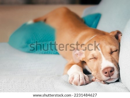 Cute puppy sleeping in funny position on sofa. Front view of very relaxed puppy dog sleeping stretched out with the behind higher up on a pillow.12 weeks old, female Boxer mix breed. Selective focus.