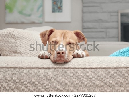 Cute puppy sleeping with head between paws and on armrest. Front view of puppy dog sleeping in funny position while looking at camera. 6 month old, female Boxer Pitbull mix dog. Selective focus.