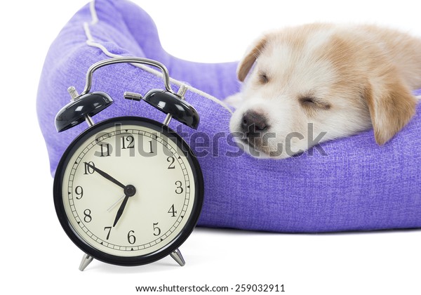 Cute Puppy Sleeping Next Alarm Clock Stock Photo Edit Now 259032911