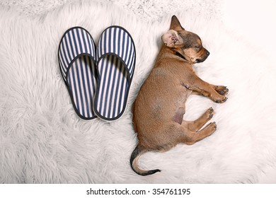 Cute Puppy Sleeping On Carpet At Home