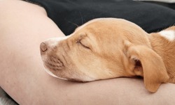 Cute Puppy Sleeping On Pet Owners Arm. First Day Of Adopted Puppy Dog Feeling Safe And Secure In Woman Arm. Puppy Sleeping Schedule. 2 Months Old, Female Boxer Pitbull Mix. Selective Focus.