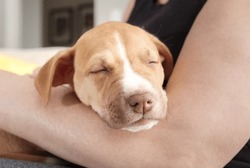 Cute Puppy Sleeping On Pet Owners Arm. Puppy Dog Feeling Safe And Secure In Woman Arm. Puppy Sleeping Schedule Or How Long Do Puppies Sleep. 2 Months Old, Female Boxer Pitbull Mix. Selective Focus.
