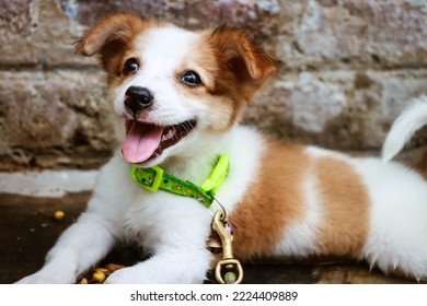 A Cute Puppy Smiling Potrait 