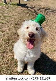 Cute Puppy In St Patricks Day Outfit 