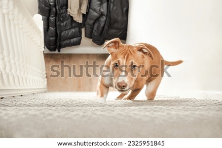 Cute puppy in staircase. 12 weeks old puppy dog learning how to come up the steep stairs. Hesitant, shy or afraid body body language. Puppy climbing stairs. Female Boxer Pitbull mix. Selective focus.