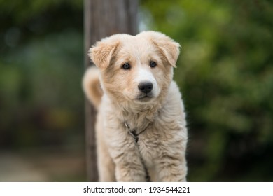 犬 お座り の画像 写真素材 ベクター画像 Shutterstock