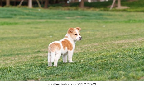 Cute puppy standing on green grass field and looking back with tail down, cow like dog, Chinese rural dog. - Powered by Shutterstock