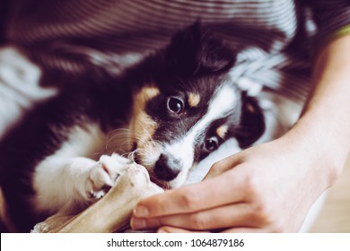 Cute Puppy Teething Chewing On Bone Sitting On Lap