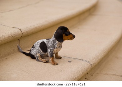 Cute puppy in town, dog, canine, on steps in a city, animal, pet, adorable puppie, spotted dog, droopy ears, ruf fuf, cute dog, adorable pup - Shutterstock ID 2291187621