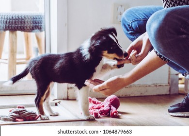 Cute Puppy Training Paw Command Chewing Kibble