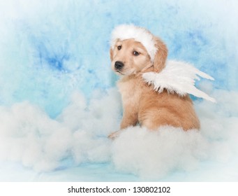 Cute puppy wearing Angel wings and a halo sitting in the clouds, with a blue background.