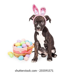 Cute puppy wearing Easter bunny ears and basket of colored eggs