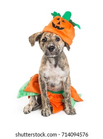 Cute Puppy Wearing A Pumpkin Halloween Costume White Sitting On A White Background