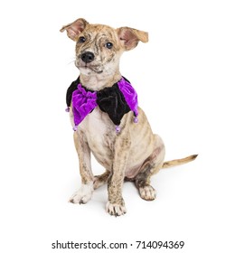 Cute Puppy Wearing Purple And Black Jester Collar