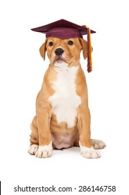 Cute puppy wearing school graduation cap