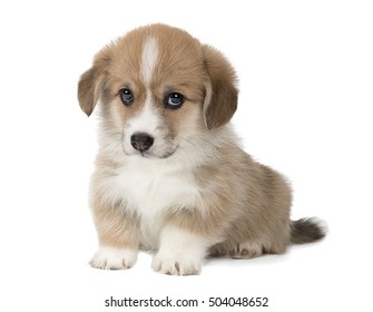 cute puppy Welsh Corgi Pembroke on white background in Studio