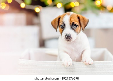 Rehome Images, Stock Photos & Vectors | Shutterstock