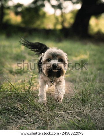 Cute puppy yorkie dog running in a field of grass