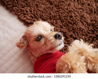 red maltese poodle