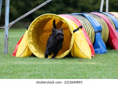 Cute Purebred Cairn Terrier Dog Is Running Outside On Agility Competition At Summer Time. Working Obedient Short-legged Scottish Terrier Performing On Agility Jumping Course. Double Coated Family Pet