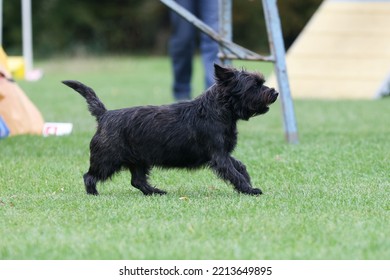 Cute Purebred Cairn Terrier Dog Is Running Outside On Agility Competition At Summer Time. Working Obedient Short-legged Scottish Terrier Performing On Agility Jumping Course. Double Coated Family Pet